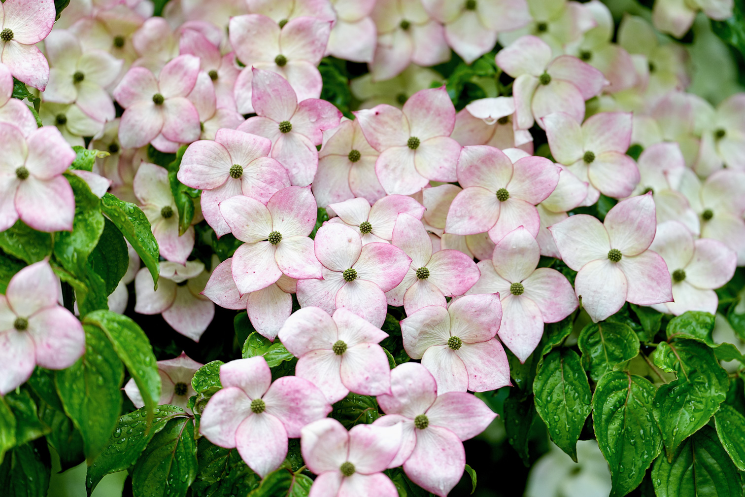 Spring in Pink